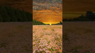 Sunflower Fields - A Breathtaking Sunset with Fields of Sunflowers