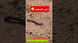 داب يدخل جحر ضب ☹️