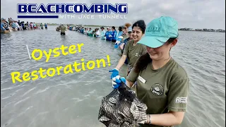 Beachcombing - Oyster Restoration