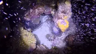 An angry lobster during a night dive