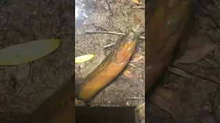 How To Catch Huge Eel with Simple Tool 🐟 Catching Huge Eels from Hole 🐟 #Shorts