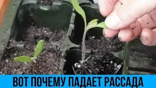 Рассада ВЫТЯНУЛАСЬ и ПАДАЕТ Вот как Легко и Просто решить эту проблему Выращивание домашней рассады