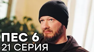 Сериал ПЕС 6 - 6 сезон - 21 серия - ВСЕ СЕРИИ смотреть онлайн | СЕРИАЛЫ ICTV