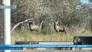 В Южном Казахстане поселились редкие бухарские олени