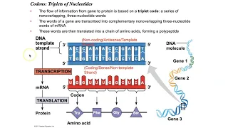 Biology Chapter 17 - Gene Expression