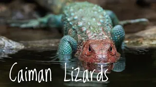 Species Spotlight- Caiman Lizards