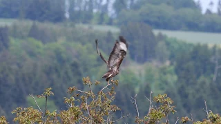 Mäusebussard startet zur Jagd