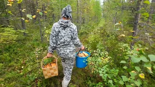 ДЕВУШКА УВИДЕЛА ИХ В ЛЕСУ И ЗАКРИЧАЛА. СБОР ГРИБОВ С КРАСАВИЦЕЙ. МНОГО ГРИБОВ. ОНА БАЛДЕЕТ О ТАКОГО