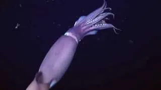 Abyss - excerpt from Planet Ocean the movie