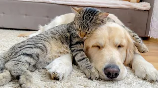 Adorable Cat and Golden Retriever Attacked by a Sweet Sleep