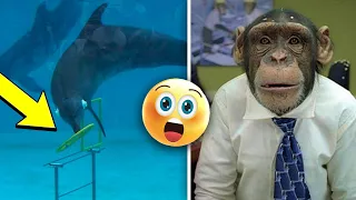 What Are The World's Most Intelligent Animals | Top 5 TV