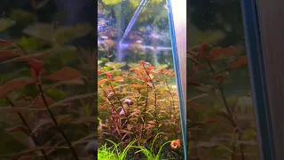 Planted aquarium - bitkili akvaryum fotosentez