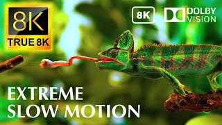 Extreme Slow Motion in 8K Video Ultra HD 120 FPS | TRUE 8K