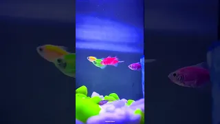 GLOW FISH 🐠🐋🐟 ❤ || Fluorescent Fish 🐠 || Neon fish 🐟 || #glowfish #aquarium #fish #shorts #ytshorts