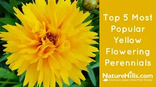 Top 5 Most Popular Yellow Flowering Perennials | NatureHills.com