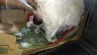 Paano Magpaanak ng Shih Tzu -  Giving Birth - First Litter/Timer - Healthy & Fat Puppies