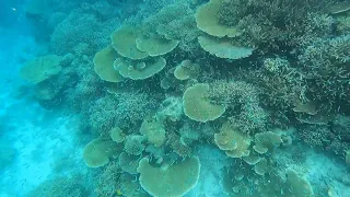 Snorkeling at Coral Garden Fulidhoo Maldives 2023