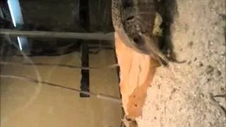Monitor Lizard Swallows Rat Whole
