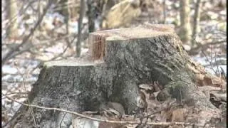 Safe Chainsaw Use -- Notching and Backcutting (Preview)