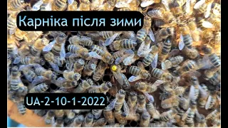 Ревізія бджіл після зими  Carnica UA-2-10-1-2022