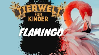 Folge 3: Flamingo - Tierwelt für Kinder - Lernvideo auf Deutsch