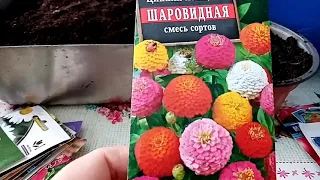 🌻Сеем томаты🌻Очень красивые цинии🌻