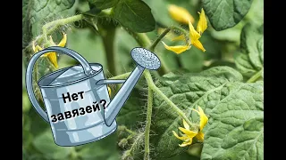 Почему не завязываются помидоры и огурцы?