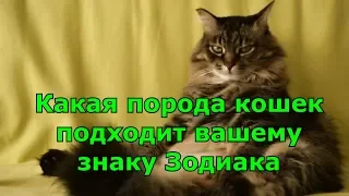 А ВЫ ЗНАЕТЕ, какая порода кошек ближе вам по знаку Зодиака?