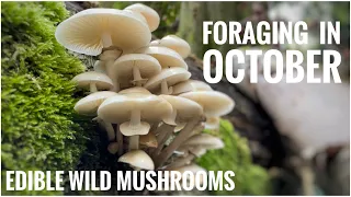 Foraging in October - UK Wildcrafts Foraging Calendar (Part 1 of 3 Edible Wild Mushrooms)