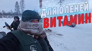 ВИТАМИН для ОЛЕНЕЙ. Операция "ЖЕЛТЫЙ СНЕГ".