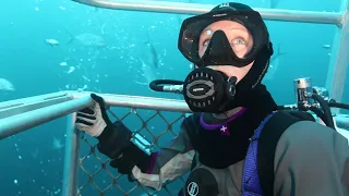 Great White Sharks of the Neptune Islands, Australia