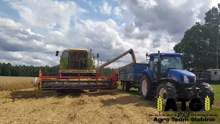 🔥Class idzie jak przecinak!🔥Koszenie Żyta 2021🔥New Holland, Claas,🔥