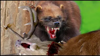 Росомаха - свирепый и бесстрашный зверь!!! Росомаха против Волков, Медведя, Собак!!!