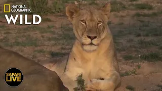 Safari Live - Day 281 | Nat Geo Wild