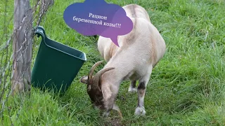 Кормление беременной козы!!! Рацион при беременности коз!!!