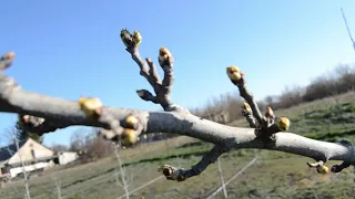 Формування та обрізка дерев груші