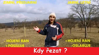 Kdy řezat ovocné stromy ? proč řežu v zimě i peckoviny ?