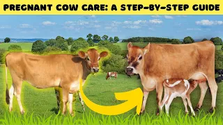 Pregnant Cow Care: Everything You Need to Know - Before And After Birth