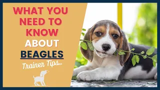 Puppy Breeds Pros and Cons of the Beagle