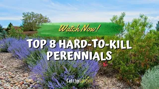 Top 8 Hard to Kill Perennials That Will Bring Color Year After Year 🌻🌸👍