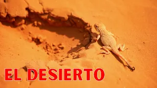 ¿Qué es el DESIERTO y cuáles son sus características? Clima, tipos, flora, fauna