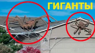 Самые Большие Пауки В Мире, Которых Удалось Снять На Видео!