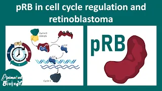 pRB and its role in regulating cell cycle | pRB_tumor supressor gene | Retinoblastoma | USMLE