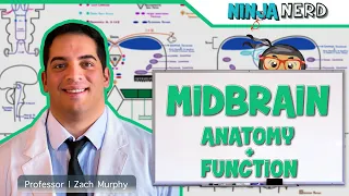 Neurology | Midbrain Anatomy & Function