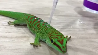 Gecko skin is hydrophobic