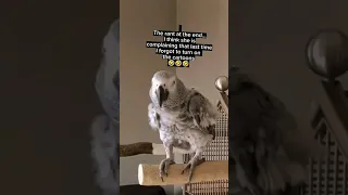 Forgive Me #animals #africangrey #pets #bird #pet #greyparrots #funny #lol #fyp #youtubeshorts #fun