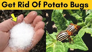 Get Rid Of Potato Bugs inside the House and Protect Them from Pests