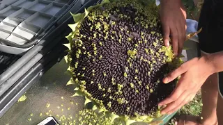 How fast can she harvest those sunflower seeds (under 2 minute harvest)😱