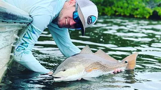 Redfish MADNESS in Pine Island Sound