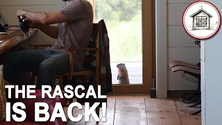 The Little Rascal is Back!